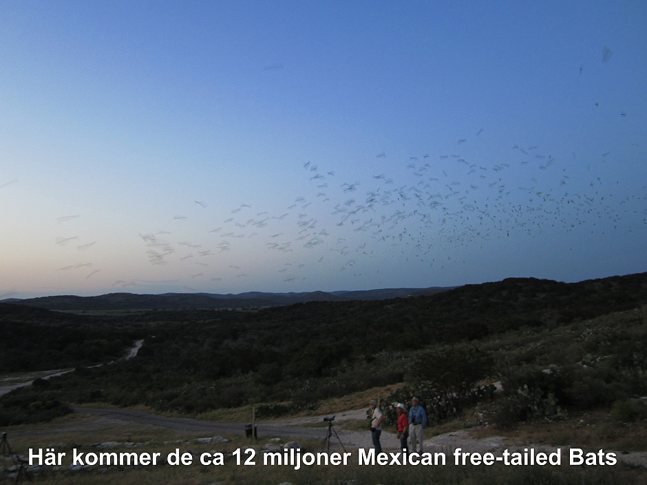 12 miljoner Mexican free-tailed bats